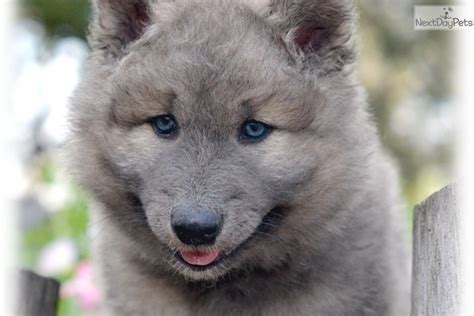 Pets and Animals Long Beach 70,000 . . Blue wolf hybrid puppies for sale